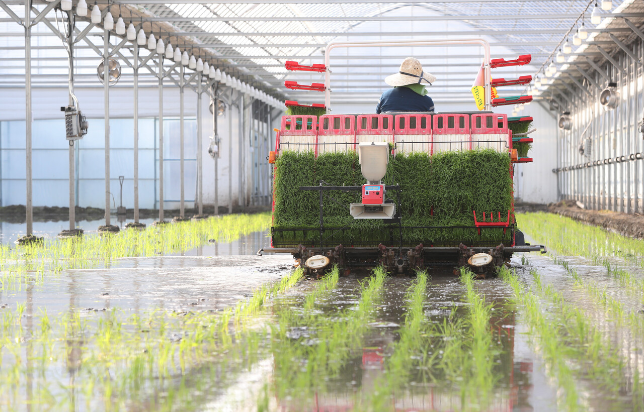 경기도 이천시 호법면의 한 비닐하우스에서 관계자가 이앙기를 이용해 올해 전국 첫 모내기 작업을 하고 있다. (사진은 기사 내용과 직접 관련 없음) 2022.2.18 [뉴스1]