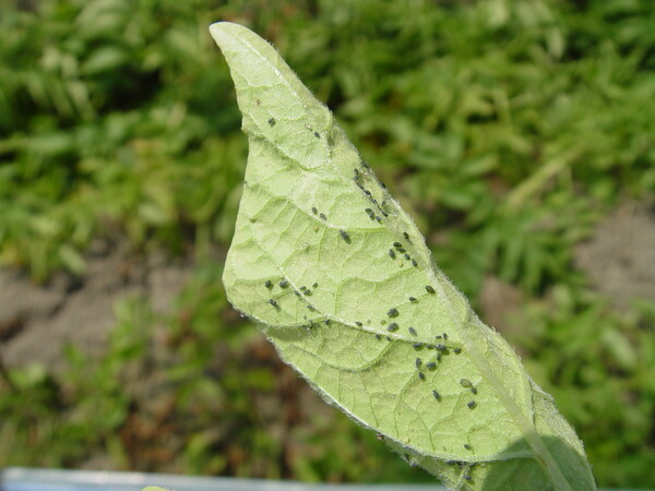 감자 지상부 잎 뒷면에 발생한 진딧물 [농진청]