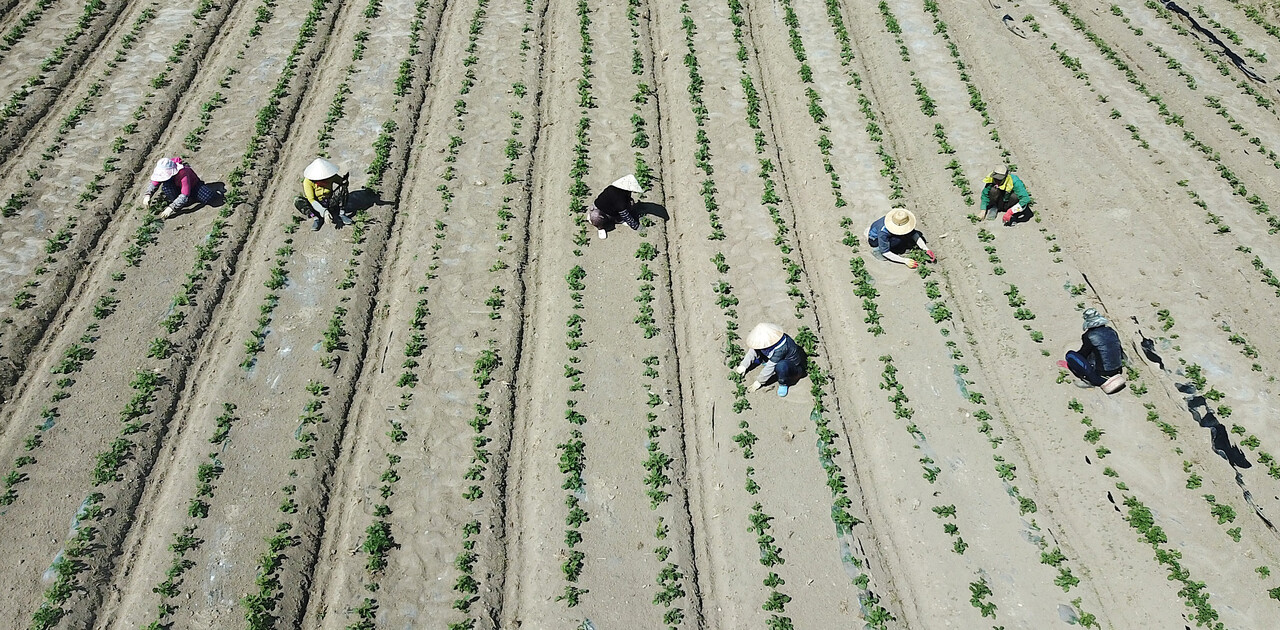 외국인 계절근로자 [뉴스1]