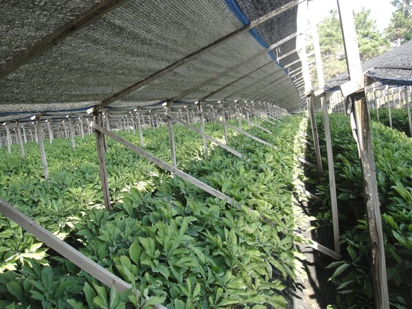 버팀목 설치한 인삼밭