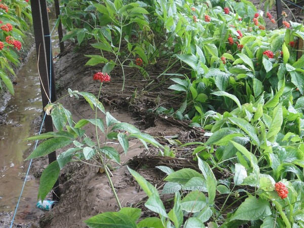 침수 피해 입은 인삼밭