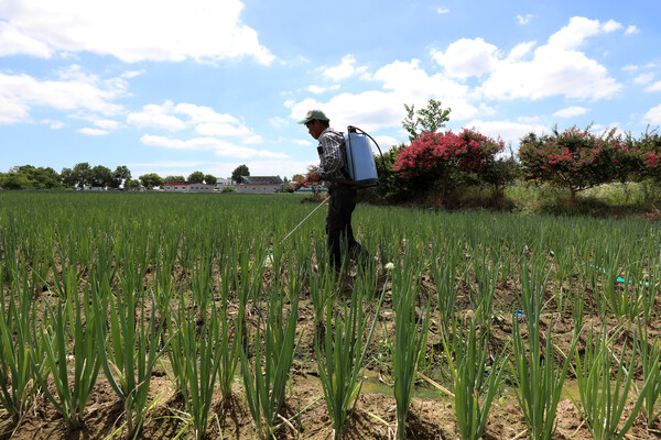 파 밭에 농약 뿌리는 농민. 기사 내용과 관련이 없음. [뉴스1]