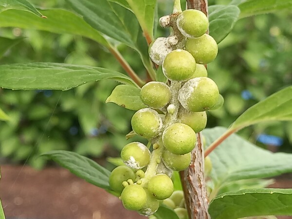 오미자 흰가루병