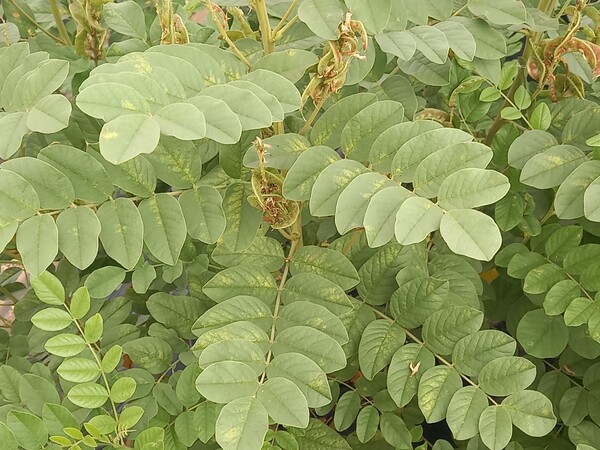 감초 응애 피해