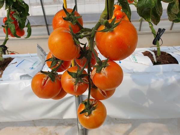 방사형 열매터짐 현상