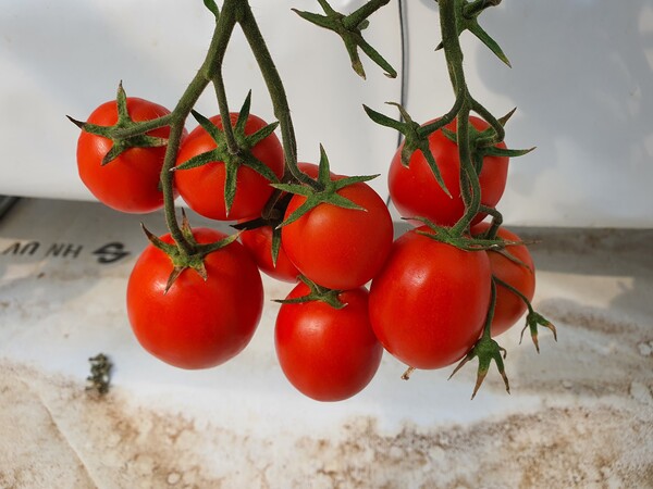 정상적인 토마토 모양