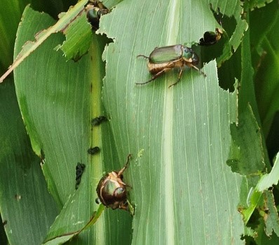 옥수수 잎을 갊아 먹은 다색줄풍뎅이