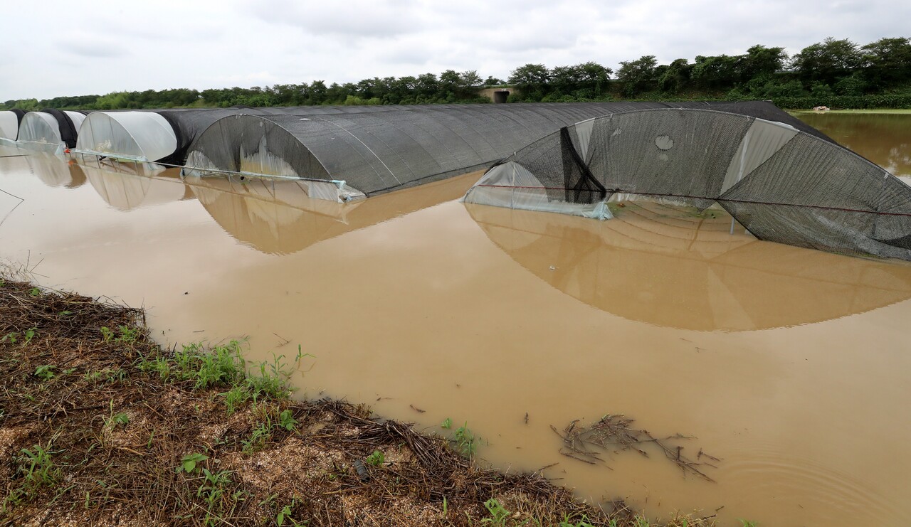 폭우로 침수된 충남 논산시의 한 비닐하우스 [뉴스1]