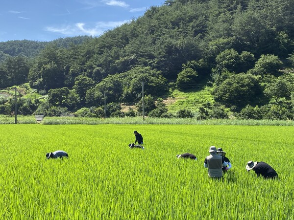 전남 고흥 벼 병해충 예찰 사진 [농촌진흥청]
