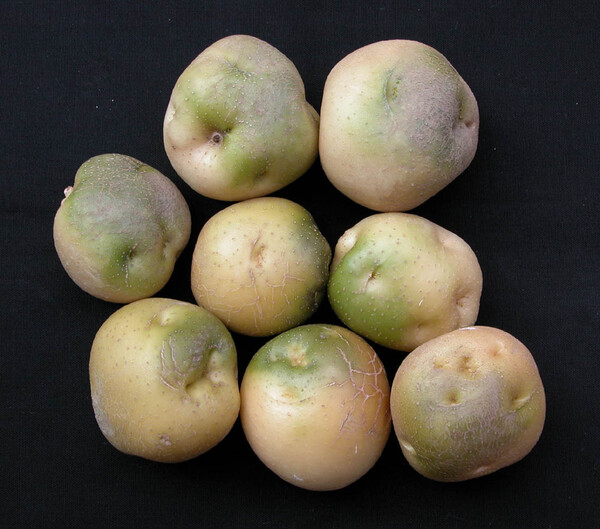 감자 일소 피해 모습 [농촌진흥청]