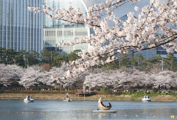 석촌호수에 벚꽃이 만개한 모습. [사진=뉴스1]