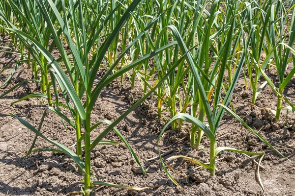  사진=평택 자연방한의원