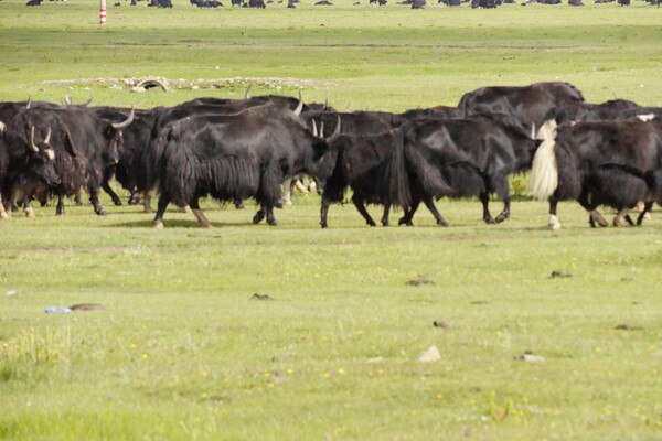  사진=평택 자연방한의원