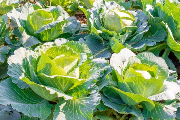 사진=평택 자연방한의원