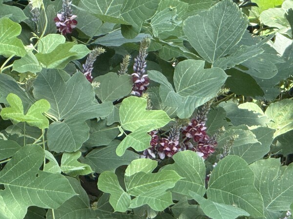 사진=평택 자연방한의원