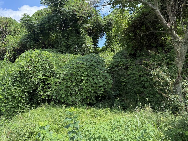 사진=평택 자연방한의원